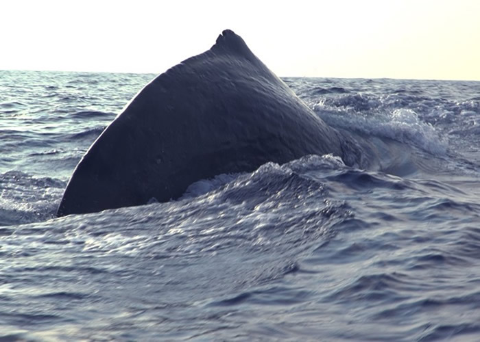 中国科学院科考人员进行“南海深潜鲸类科考航次”考察期间首次发现抹香鲸母子