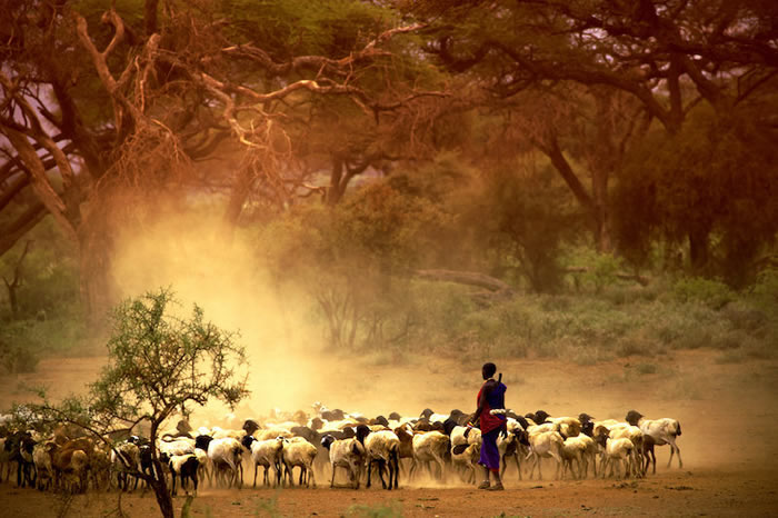 放牧和耕作是分阶段传入非洲东部并影响人群的（Credit: © kubikactive/Adobe Stock）