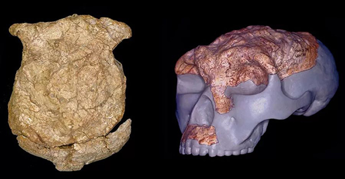 蓝田直立人头骨化石（左）及其复原头骨模型