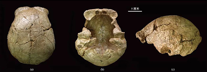 安徽和县直立人头骨化石  (a)顶面观；(b)底面观；(c)左侧面观。