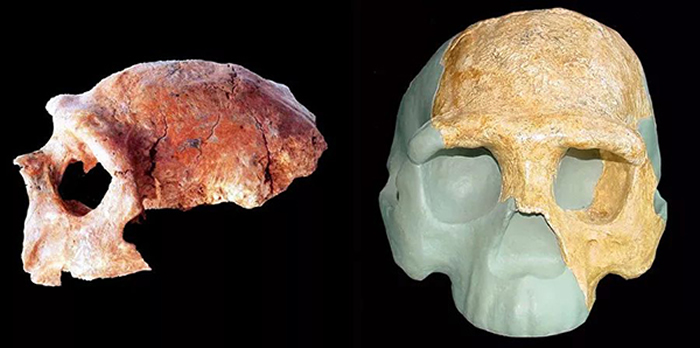 南京汤山直立人头骨化石（左）和复原模型