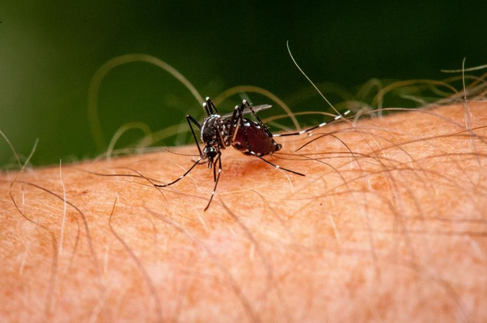 最新研究显示杀虫剂其实会增加蚊子的数量？