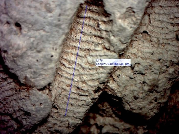 研究人员分析了陶器制作者留在器皿上的指纹纹脊（ridge）宽度；男性的纹脊（本图）通常比女性（下）来的宽。 PHOTOGRAPH BY JOHN KANTNER