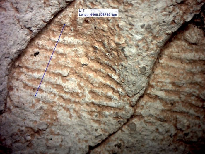 研究人员分析了陶器制作者留在器皿上的指纹纹脊（ridge）宽度；男性的纹脊（上）通常比女性（本图）来的宽。 PHOTOGRAPH BY JOHN KANTNER