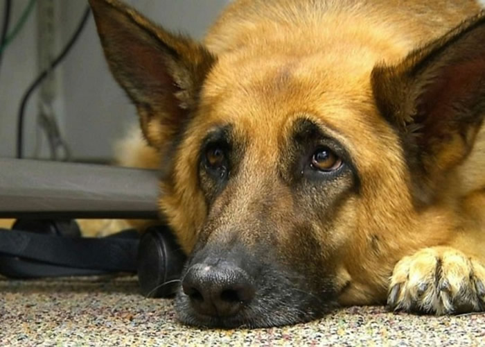 狗进化出的眉心肌肉，让它们可摆出形似人类伤心时的眼部表情。