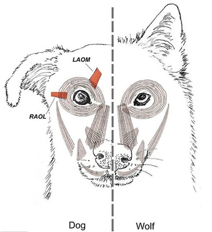 狗拥有一组名为眼内侧斜肌提肌的肌肉，是狼所没有的。