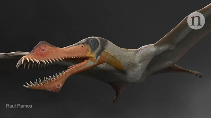 古魔翼龙是恐龙的近亲，翼展近4米。图片来源：Raul Ramos
