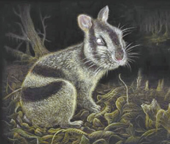 云南昭通发现600万年前条纹兔（苏门答腊兔）化石