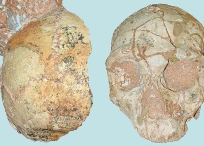 图为Apidima 1（左）及Apidima 2（右）化石。