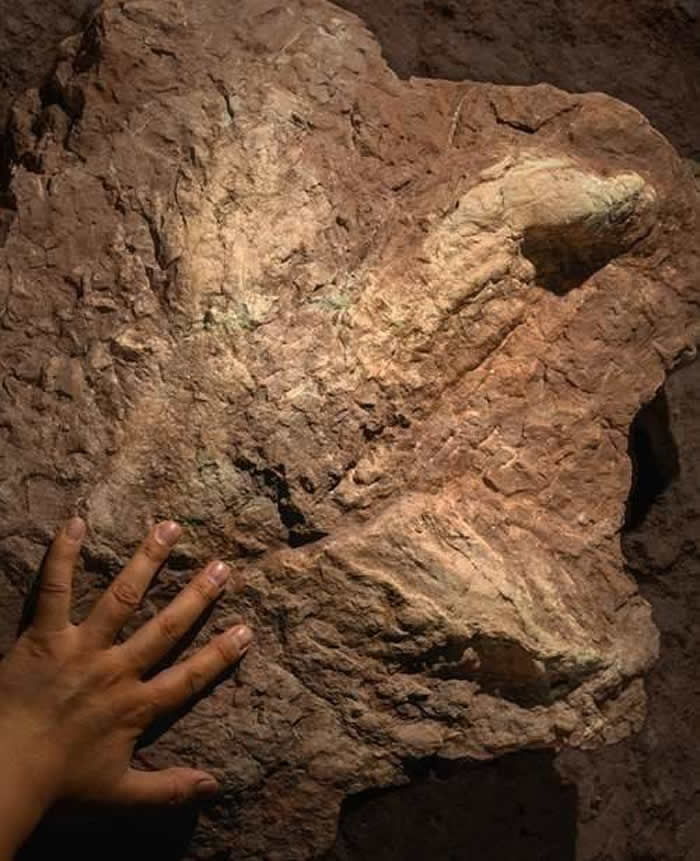 江西赣州发现亚洲首例霸王龙足迹 化石长达58厘米