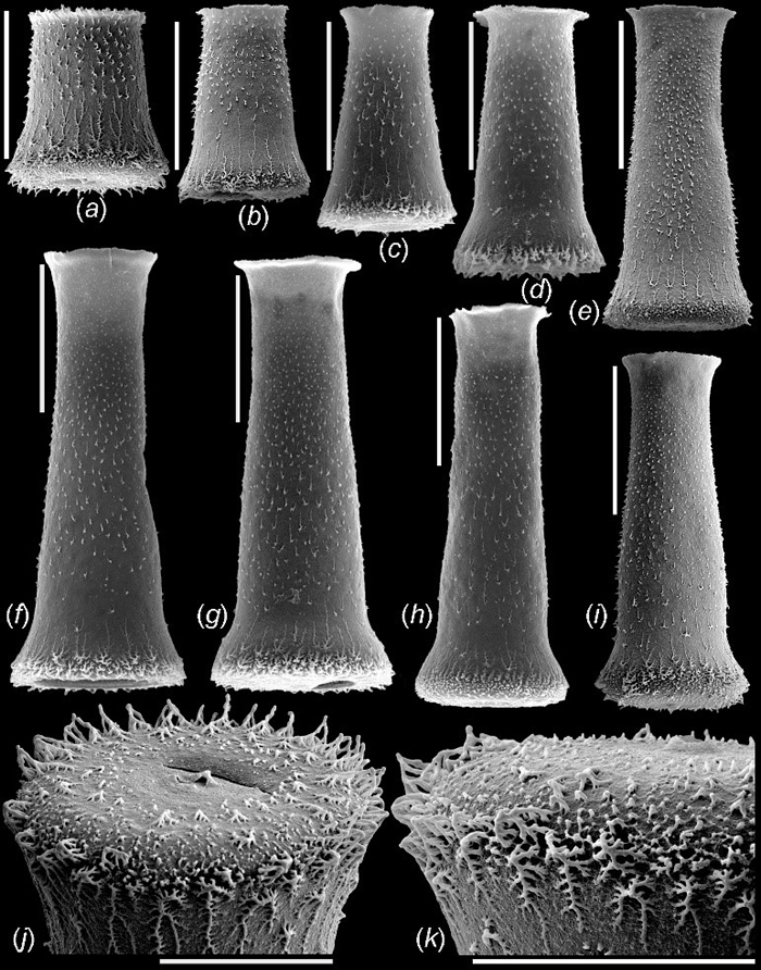 Hercochitina violana sp. nov. 的扫描电镜图像，很好地揭示了其形态变化的趋势。