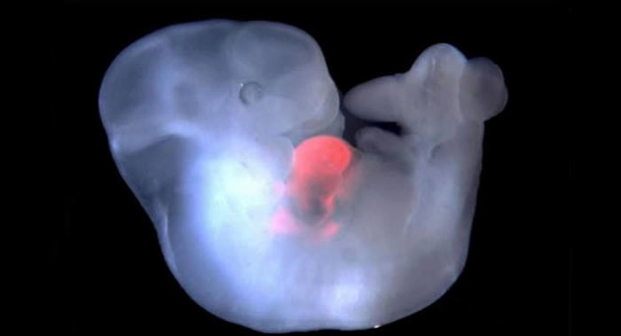 美国和西班牙科学家团队在中国实验室制造出人猴细胞的胚胎嵌合体