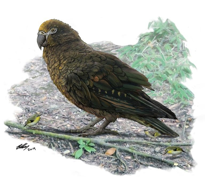 巨型鹦鹉「海克力士鹦鹉」（Heracles inexpectatus）在1600万至1900万年前存活于如今的纽西兰。 研究人员估计，这种巨型鹦鹉的体重可能超过