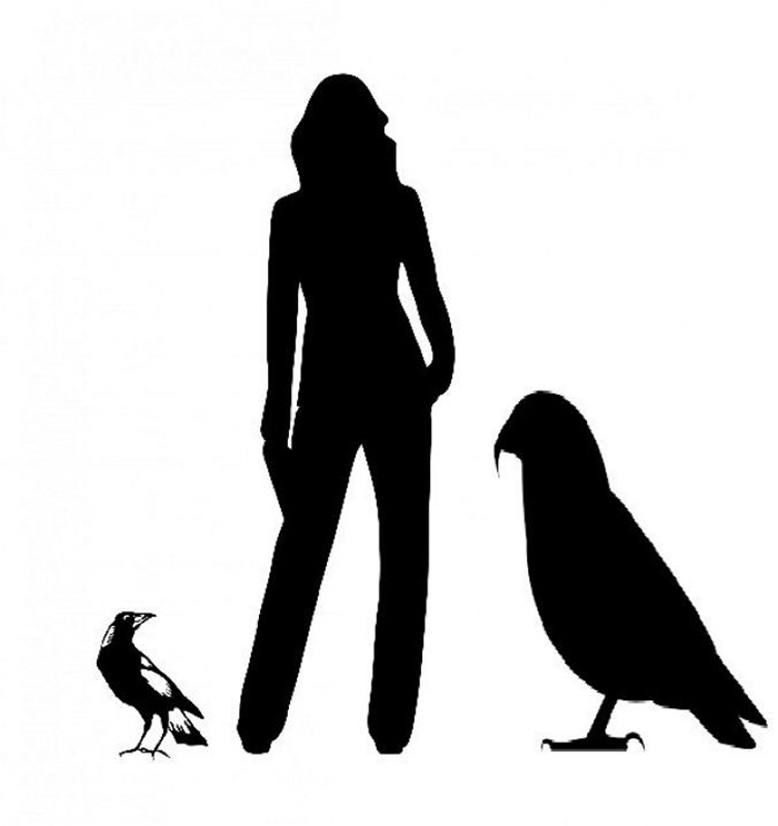 喜鹊、成人与巨型鹦鹉的剪影，显示体型差异。 ILLUSTRATION BY TH WORTHY AND P. SCOFIELD