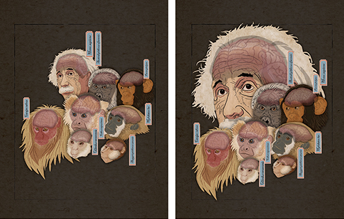 每个头像的大小代表相对脑容量。左侧：在不考虑演化积累的情况下，人脑的相对大小与其它类人猿的差别不大；右侧：去除演化积累的因素之后，人类支系脑的相对大小显著不同于