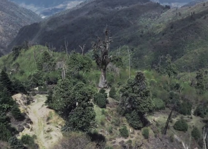 “铁杉王”位处海拔3200米的山林中。