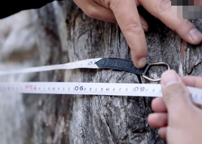 “铁杉王”的树干胸径达3.93米。