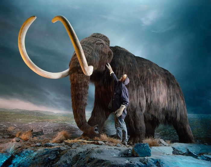 长久埋藏在永冻层里，直到现在才重见天日的长毛象，因为牠们的「冰象牙」（ice ivory）而受到重视。 被雕刻的长毛象象牙难以与大象象牙区分。 PHOTOGRA