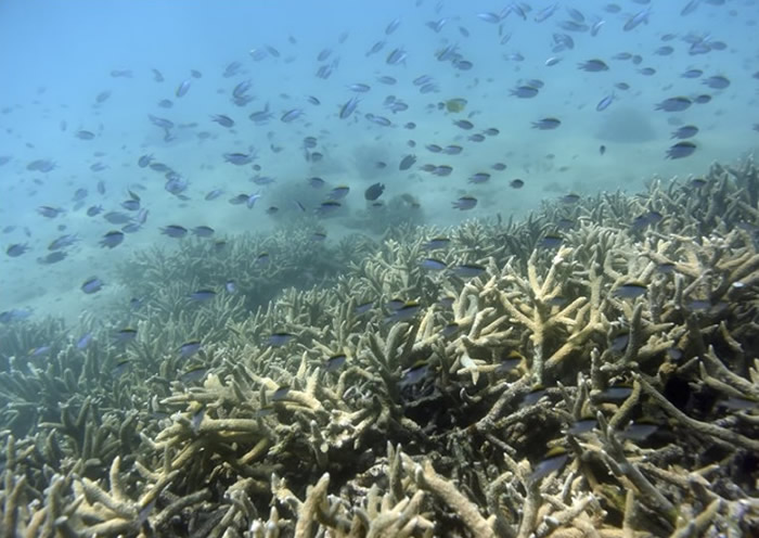 澳洲政府首次把大堡礁的长期展望由“差”降至“非常差”