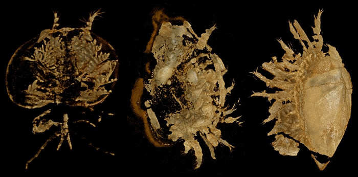 寒武纪澄江生物群中的高肌虫化石。左：朵氏小昆明虫；中：陈氏昆阳虫；右：印第安虫。修改自Zhai et al., 2019, Communications Bio