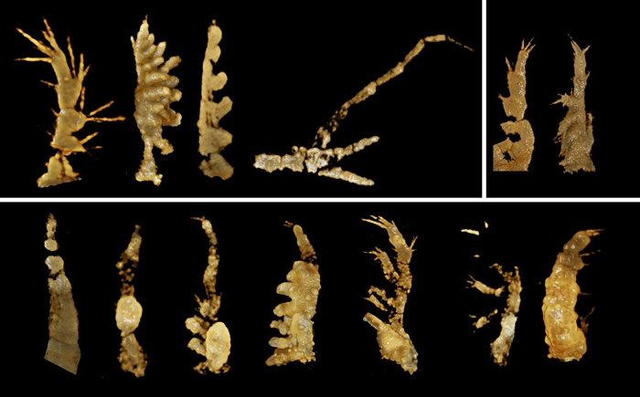 高肌虫部分附肢。左上：朵氏小昆明虫；右上：印第安虫；下：陈氏昆阳虫。修改自Zhai et al., 2019, Communications Biology。