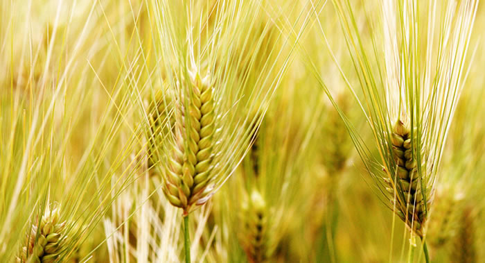 大麦的基因组中存在能够提高植物耐旱能力的基因