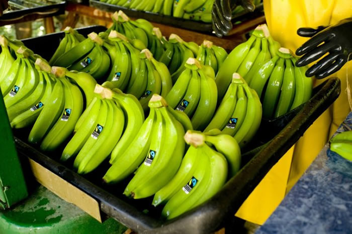 全球暖化加黄叶病影响 香蕉或在2050年时完全消失