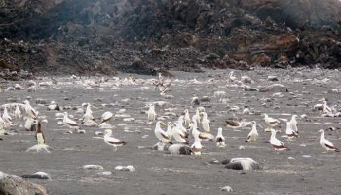 岛上雀鸟数量逐渐回复至火山爆发前。