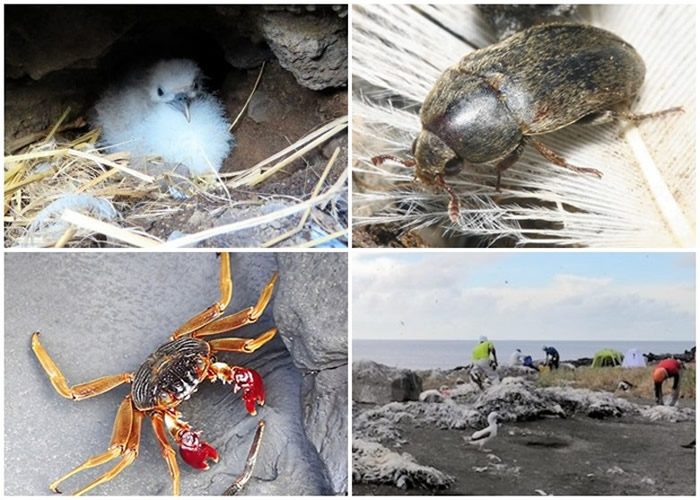 团队（右下）在岛上发现的螃蟹（左下）、昆虫（右上）及长尾水雉鸟雏鸟（左上）。