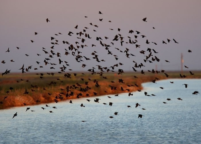 有研究指出，北美野生雀鸟数量大幅锐减。