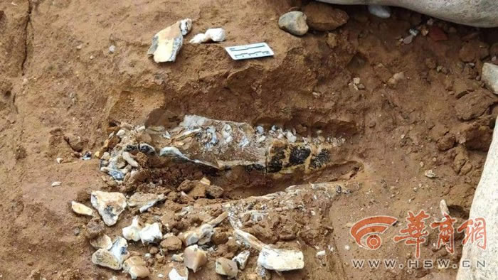 陕西蓝田发现犀牛下颌骨等古生物化石