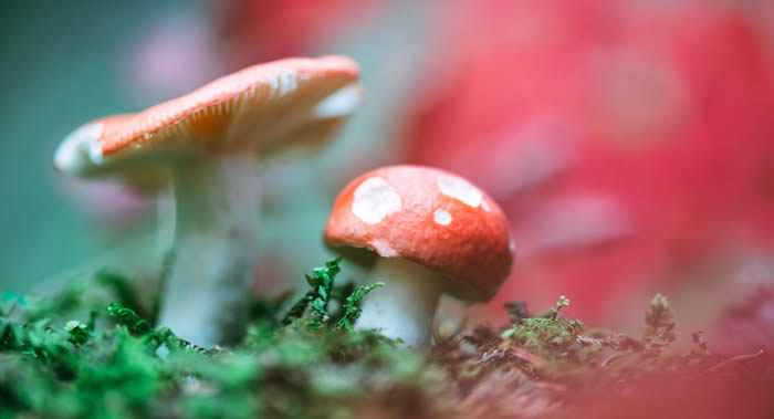 日本东北大学科学家称经常食用蘑菇能降低前列腺癌发展的风险