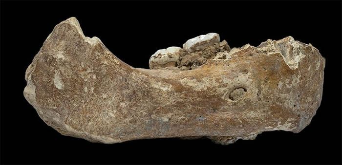 目前发现的关于丹尼索瓦人的最大化石。
