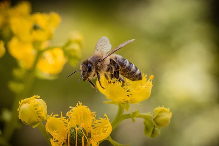 地球观察研究所：地球上最重要的生物不是人类而是蜜蜂