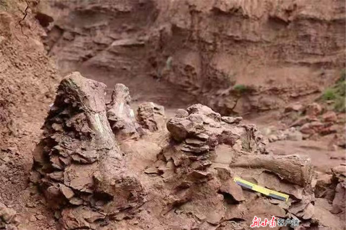 “黄河化石论坛”：甘肃省永靖县关山乡红楼村发现恐龙骨骼化石
