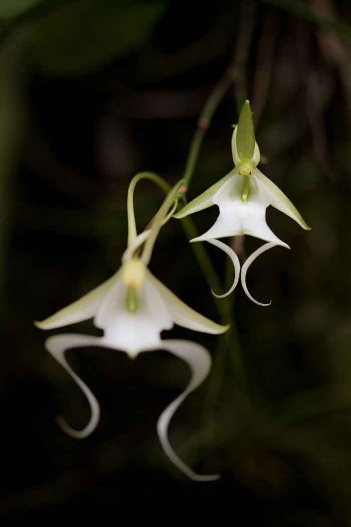 稀有的鬼兰主要生长在南佛罗里达的三个保护区，它迷人的花朵已让世界各地的人陶醉。 PHOTOGRAPH BY MAC STONE