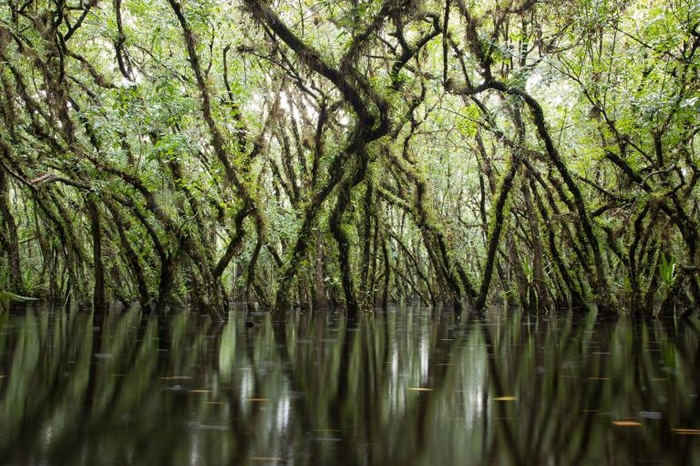 圆滑番荔枝是鬼兰的重要宿主。 它们能在长时间的洪水泛滥中存活，而且它们茂密的树冠有助于创造出适合鬼兰的理想微气候。 PHOTOGRAPH BY MAC STON