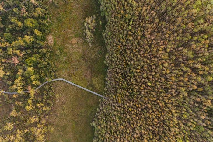 一条木栈道蜿蜒通过螺旋沼泽保护区及其湿草地、沼泽，还有全世界最大的原始柏树林。 PHOTOGRAPH BY MAC STONE