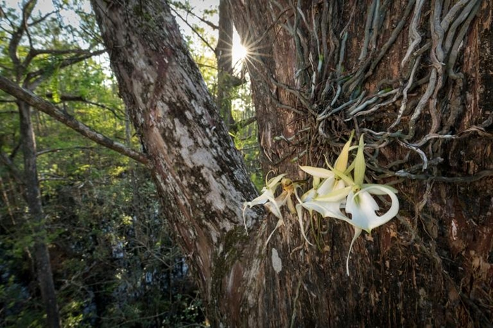 「超级鬼兰」是南佛罗里达野外已知最大的鬼兰，它会同时绽放许多花朵，有时夏季的多数时间都在开花。 PHOTOGRAPH BY MAC STONE