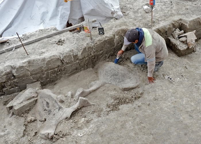 墨西哥城附近发现14000多年前用于猎捕猛犸象的人工陷阱