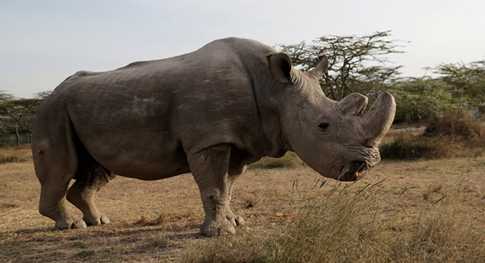 科学家研发人工仿制的犀牛角 以打击偷猎者非法贩运和灭绝动物的行为