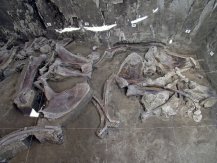 墨西哥图尔特佩克发现由1.4万年前古人类所设置的长毛象陷阱 出土至少14具骸骨化石