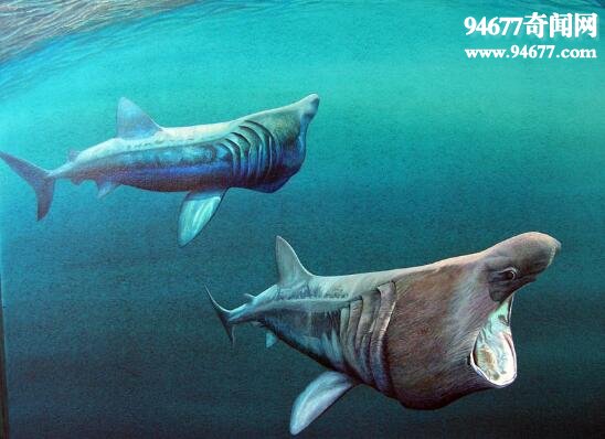 世界上最温和的鲨鱼，姥鲨(专吃浮游生物)  世界之最  第3张