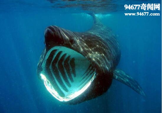 世界上最温和的鲨鱼，姥鲨(专吃浮游生物)  世界之最  第4张