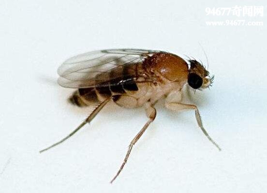 世界上最毒的蚂蚁，子弹蚁(咬人最疼的虫子)  世界之最  第1张