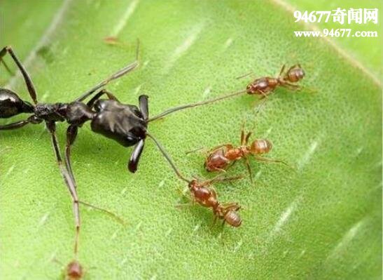 世界上最毒的蚂蚁，子弹蚁(咬人最疼的虫子)  世界之最  第2张