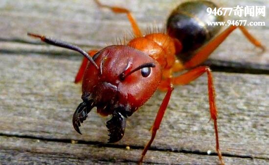 世界上最毒的蚂蚁，子弹蚁(咬人最疼的虫子)  世界之最  第4张
