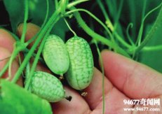 世界上最小的西瓜，拇指西瓜佩普基诺仅长3厘米