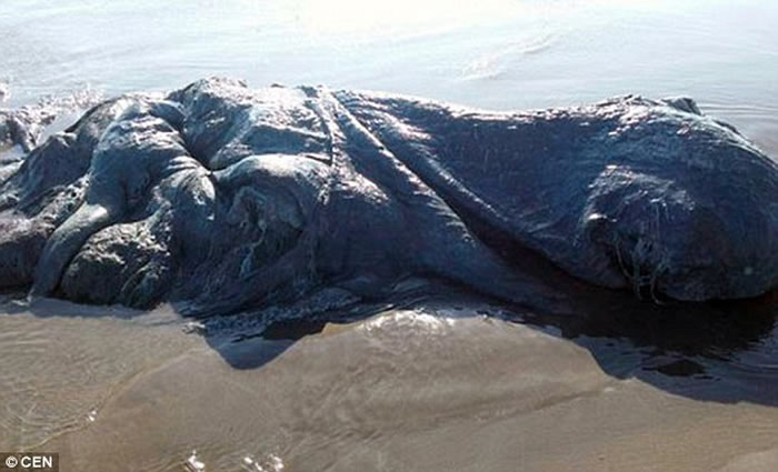 墨西哥海滩出现一具巨型神秘海洋生物尸体