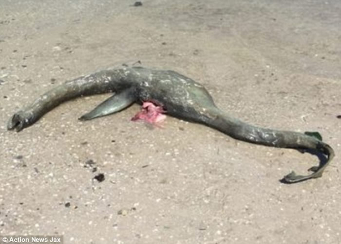 美国乔治亚州沃尔夫岛沙滩上发现“尼斯湖水怪”尸体？